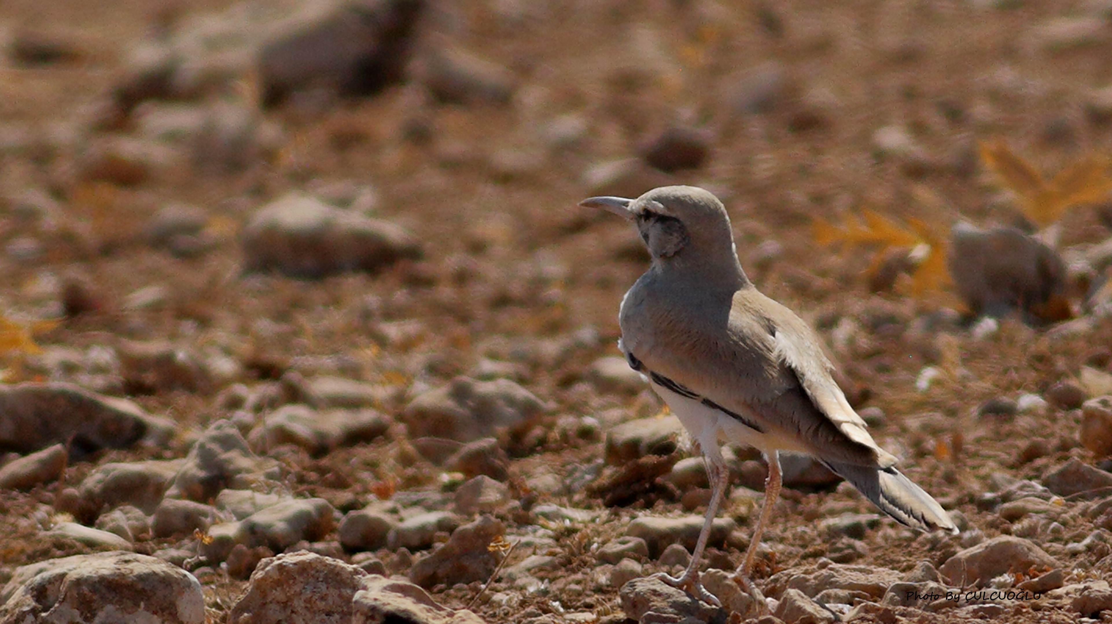 Greater Hoopoe-Lark